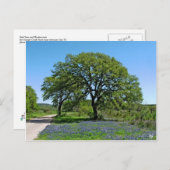 Eiken Boom en Bluebonnets dichtbij Johnson Stad, Briefkaart (Voorkant / Achterkant)