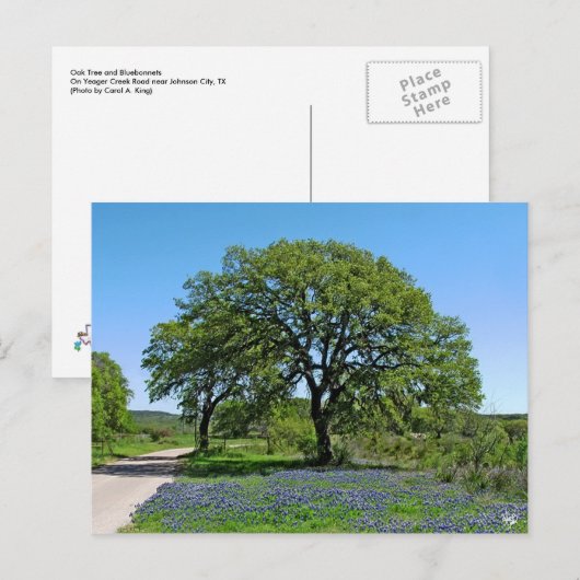 Eiken Boom en Bluebonnets dichtbij Johnson Stad, Briefkaart (Voorkant / Achterkant)