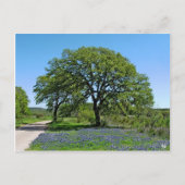 Eiken Boom en Bluebonnets dichtbij Johnson Stad, Briefkaart (Voorkant)