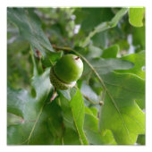 eiken foto afdruk (Voorkant)