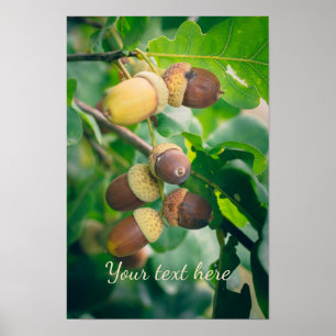 Eiken takken met eikels poster