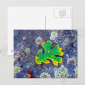 Eikenblad en eikels op een met korstmos bedekte ro briefkaart (Voorkant / Achterkant)