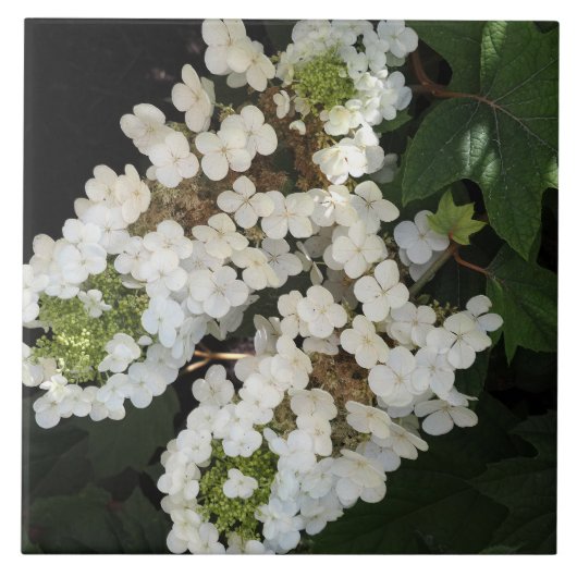 Eikenblad Hortensia Tegeltje (Voorkant)