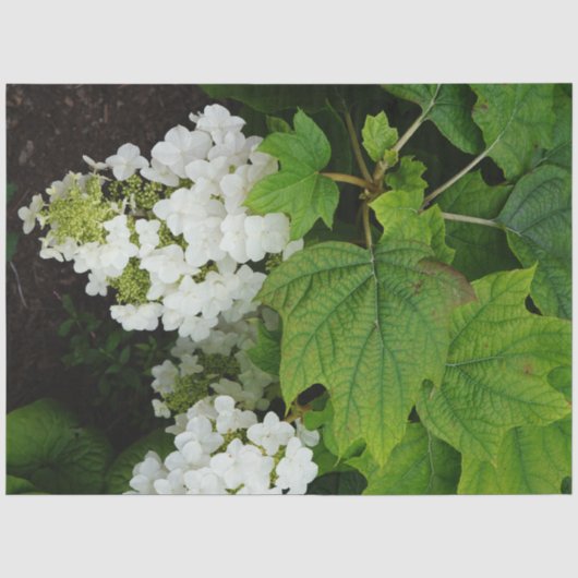 Eikenblad Hortensia Tissuepapier (Voorkant)