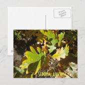 eikenblad, Sedona, Arizona Briefkaart (Voorkant / Achterkant)