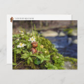 Eikenbok met lentebloemen briefkaart (Voorkant / Achterkant)