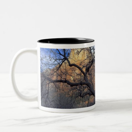 eikenbomen in de winter, Hof van Patriarchen Tweekleurige Koffiemok (Links)