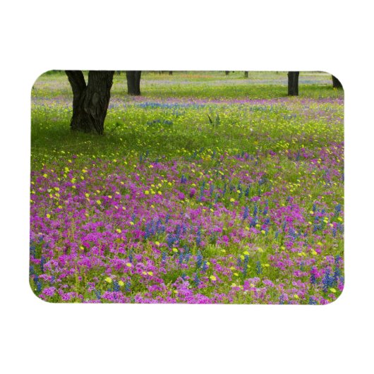 Eikenbomen met veld van Phlox, Blauwe Bonnets Magneet (Horizontaal)