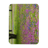 Eikenbomen met veld van Phlox, Blauwe Bonnets Magneet (Verticaal)