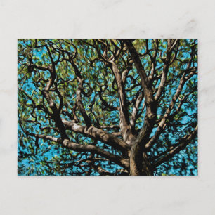 Eikenboom Briefkaart