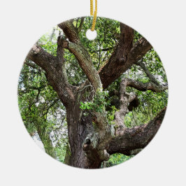 eikenboom in het Park 7659 Jacksonville, Florida Keramisch Ornament