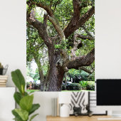 eikenboom in het Park 7659 Jacksonville, Florida Poster (Thuiskantoor)