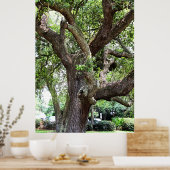 eikenboom in het Park 7659 Jacksonville, Florida Poster (Keuken)