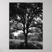 eikenboom, lentemanje, zwart en wit poster (Voorkant)