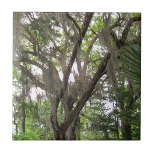 eikenboom met Spaanse mos die in de takken zwaait Tegeltje