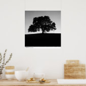 eikenboom nabij Santa Cruz, januari 1963 Poster (Keuken)