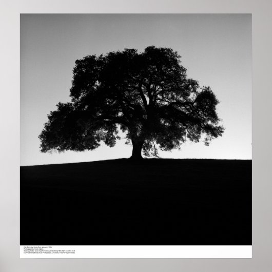 eikenboom nabij Santa Cruz, januari 1963 Poster (Voorkant)