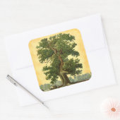  eikenboom op Stickers van het faux-perkament (Envelop)