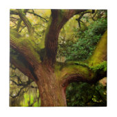 eikenboom tegeltje (Voorkant)