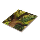 eikenboom tegeltje (Zijkant)