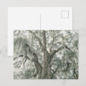 Eikenkathedraal | Levende eik | Briefkaart (Voorkant / Achterkant)