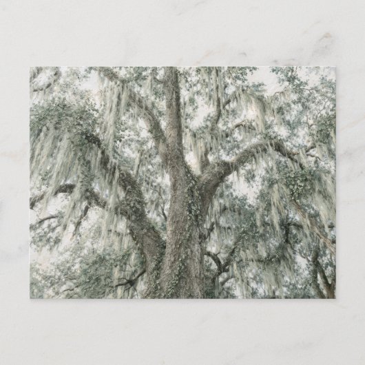 Eikenkathedraal | Levende eik | Briefkaart (Voorkant)