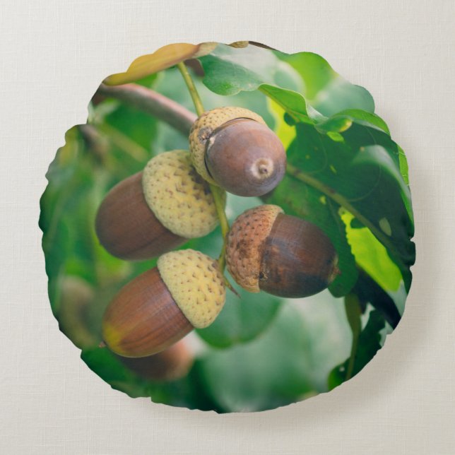 eikenvertakkingen met eikels rond kussen (Voorkant)