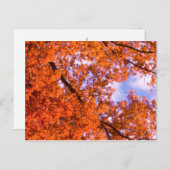 Eikse bladeren met blauwe hemel briefkaart (Voorkant / Achterkant)