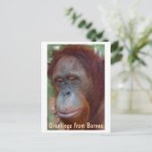 eiland Borneo Orangutan Briefkaart (Staand voorkant)