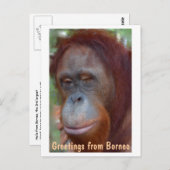 eiland Borneo Orangutan Briefkaart (Voorkant / Achterkant)