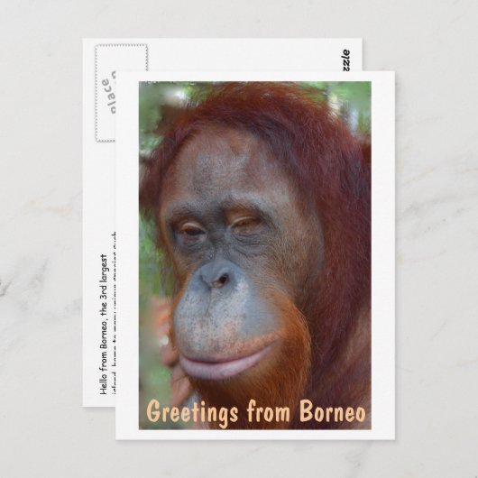 eiland Borneo Orangutan Briefkaart (Voorkant / Achterkant)