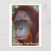 eiland Borneo Orangutan Briefkaart (Voorkant)