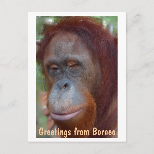 eiland Borneo Orangutan Briefkaart (Voorkant)