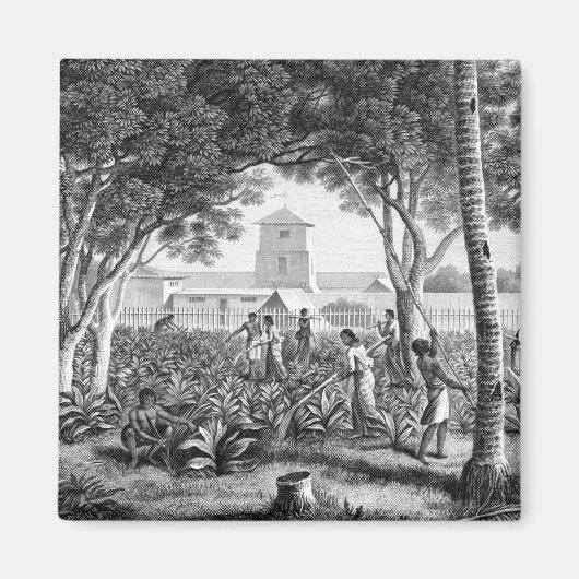 eiland Guam: autochtonen op het werk in de tuin va Magneet (Voorkant)