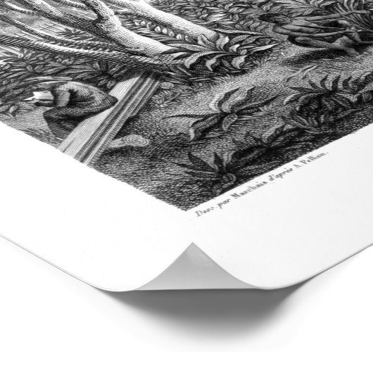 eiland Guam: autochtonen op het werk in de tuin va Poster (Hoek)