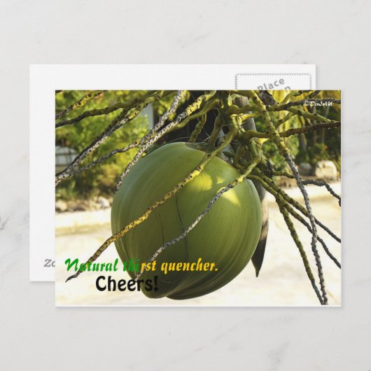 Eiland (Kokosnoot) Briefkaart (Voorkant / Achterkant)