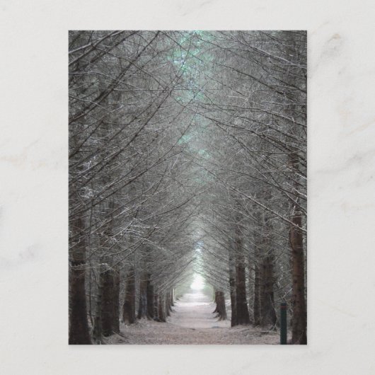 eiland Mull Forest Briefkaart (Voorkant)