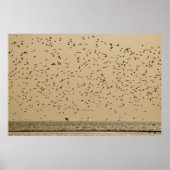 Eiland van vogels poster (Voorkant)