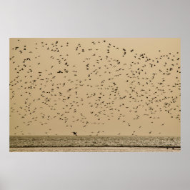 Eiland van vogels poster