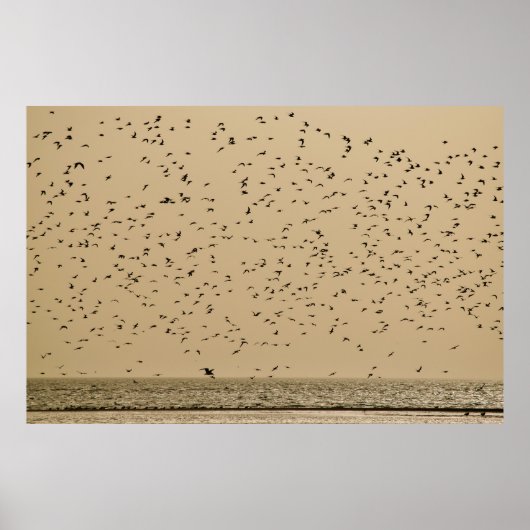 Eiland van vogels poster (Voorkant)