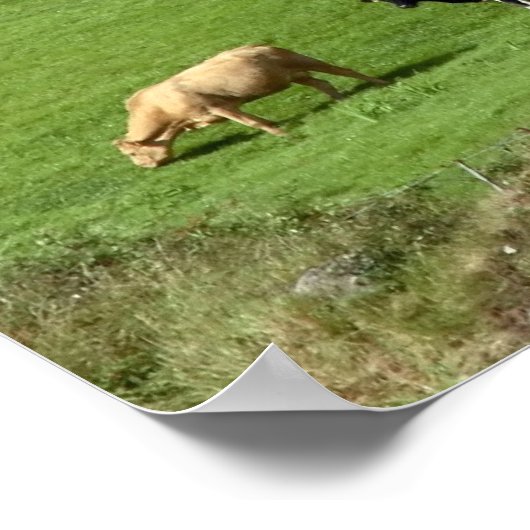 eilandbeemdposter poster (Hoek)