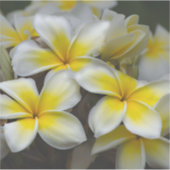 Eilandbloem - Gele Plumeria Sticker (Voorkant)