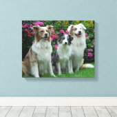 ein Border Collie, blue-merle, und zwei  Australia Canvas Afdruk (Insitu (Houten vloer))