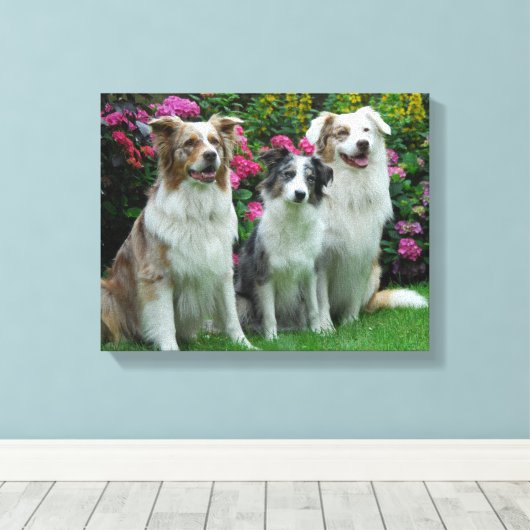 ein Border Collie, blue-merle, und zwei  Australia Canvas Afdruk (Insitu (Houten vloer))