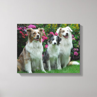 ein Border Collie, blue-merle, und zwei  Australia Canvas Afdruk