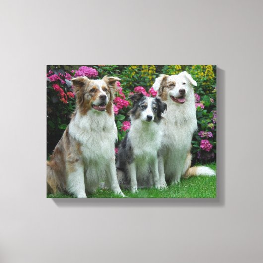 ein Border Collie, blue-merle, und zwei  Australia Canvas Afdruk (Voorkant)