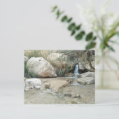 Ein Gedi Natuur Reserve, Israël Briefkaart (Staand voorkant)