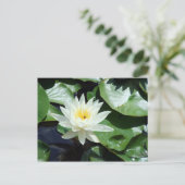 Einde op Pond White Waterlily & Insect Briefkaart (Staand voorkant)