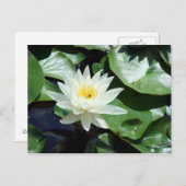 Einde op Pond White Waterlily & Insect Briefkaart (Voorkant / Achterkant)