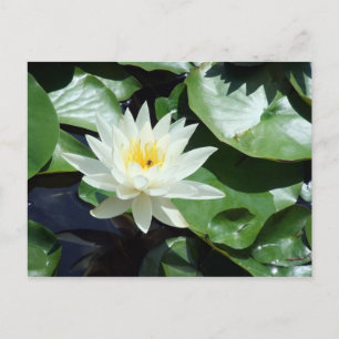 Einde op Pond White Waterlily & Insect Briefkaart